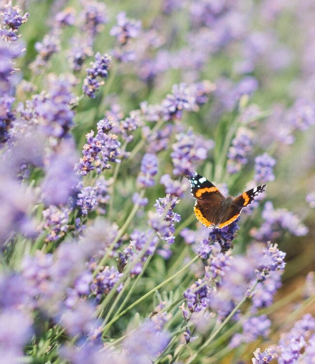 Lavender - Soap 1 x 100 gr