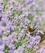 Lavender - Soap 1 x 100 gr
