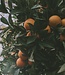 Orange & Grapefruit - Soap 1 x 100 gr