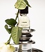 steel rose - Eau de Parfum - 50 ml