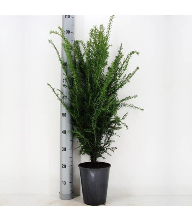 Taxus Baccata in pot (60-80cm)
