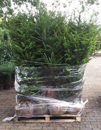 Taxus laten bezorgen door Kwekerij Top en Top