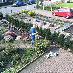 Taxushaag planten door onze kwekerij