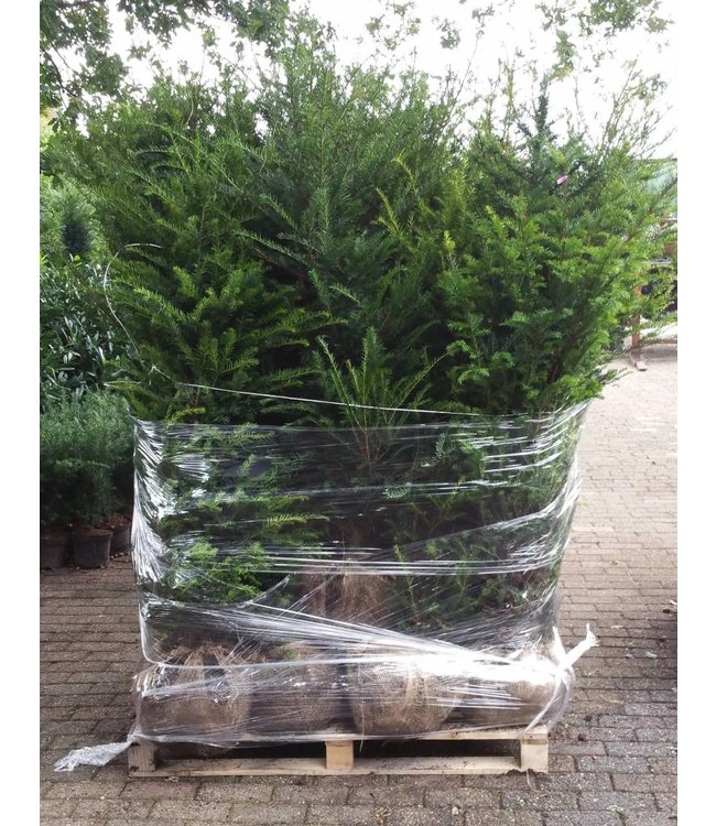 Taxus Baccata maat 120 cm