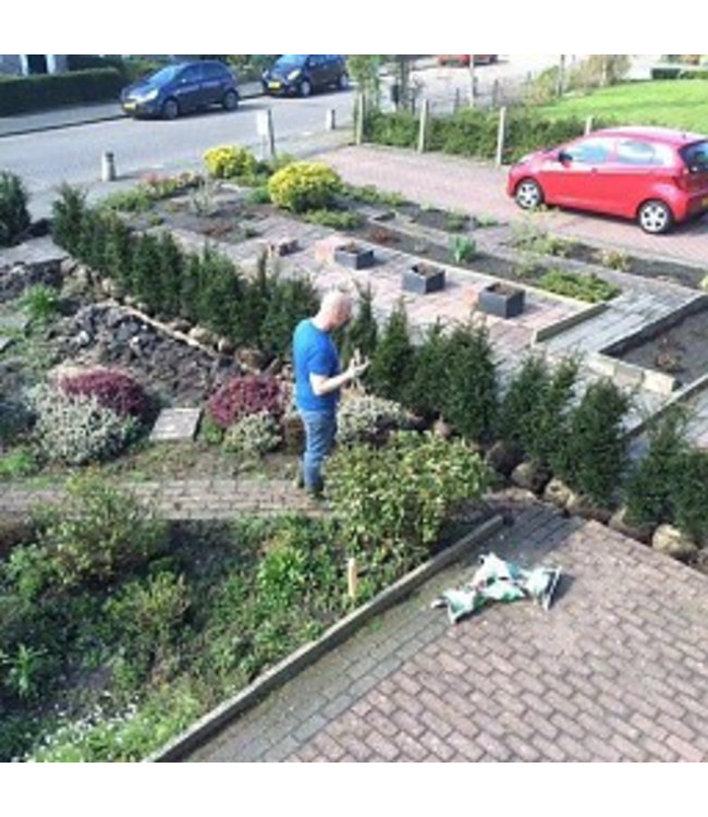 Taxus Baccata maat 80-100 cm