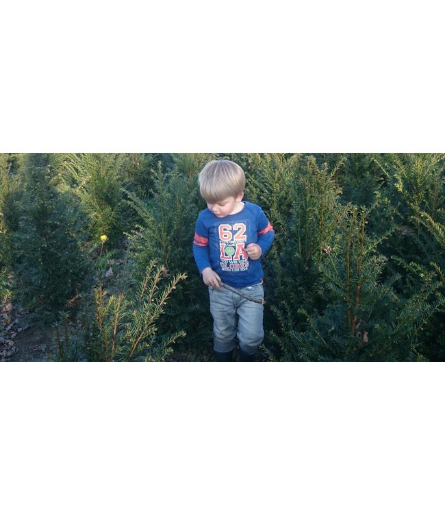 Taxus Baccata maat 60-80 cm