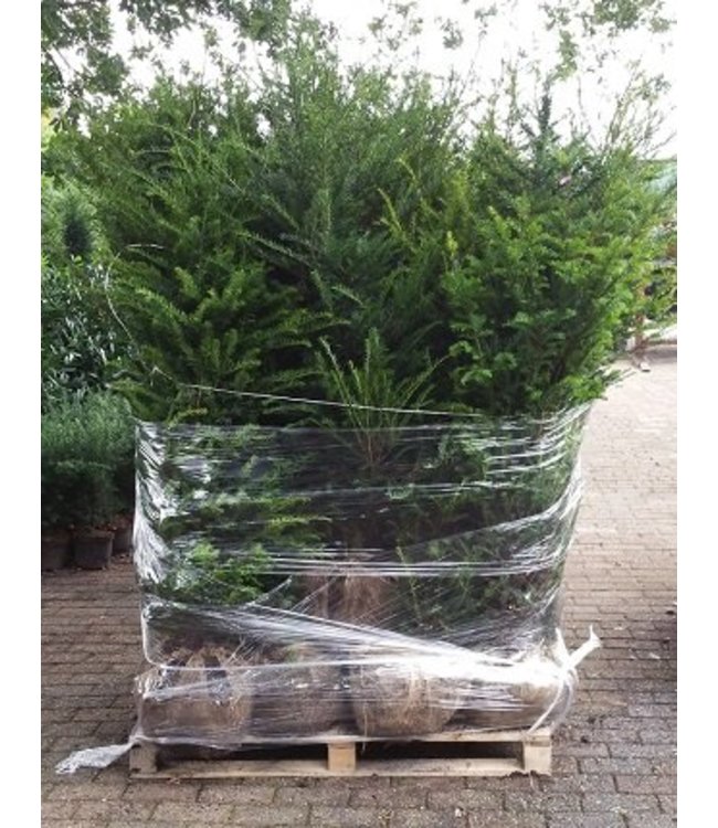 Taxus Baccata maat 100-125 cm