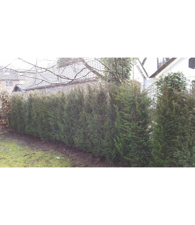 Taxus Baccata maat 160-180   2,5 stuks per meter.
