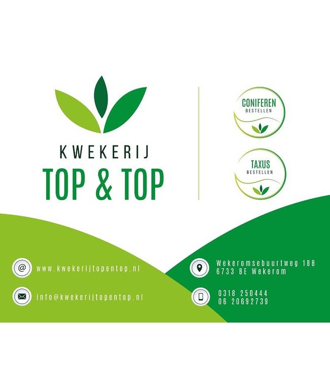 Taxus Baccata maat 175-200