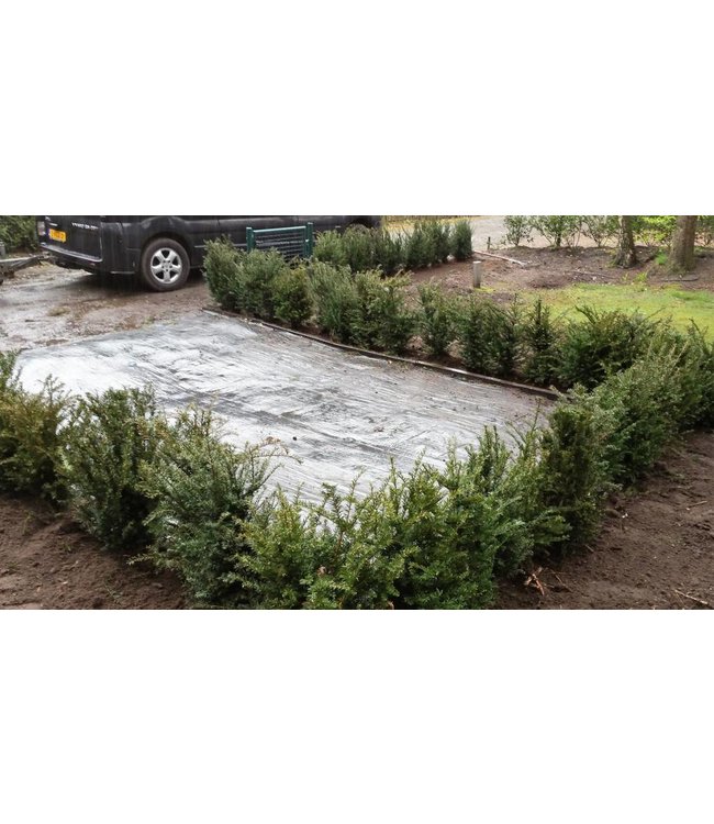 Taxus Baccata maat 50-60 cm