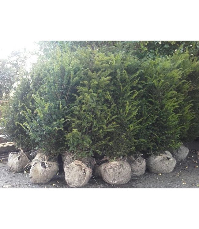 Taxus Baccata maat 120-140 cm