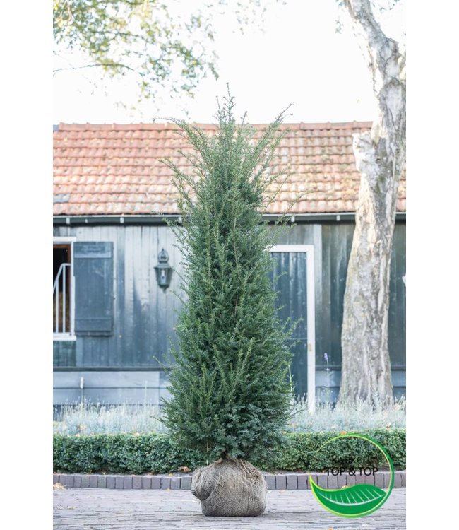 Taxus Baccata maat 200-225cm