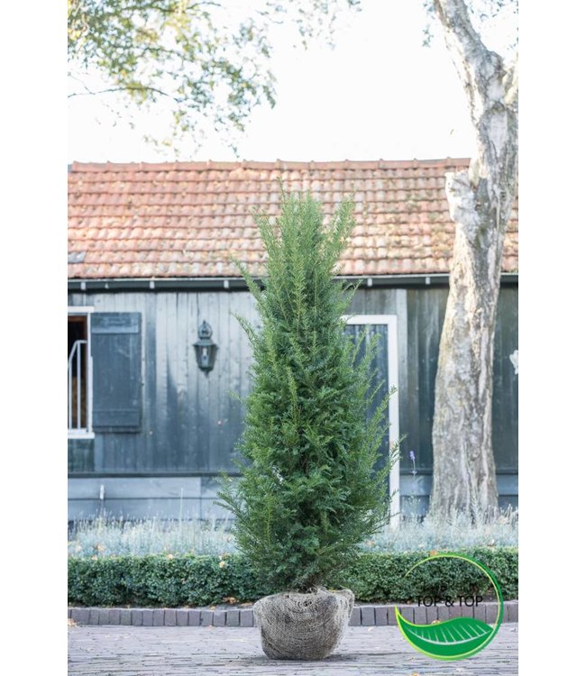 Taxus Baccata maat 180-200