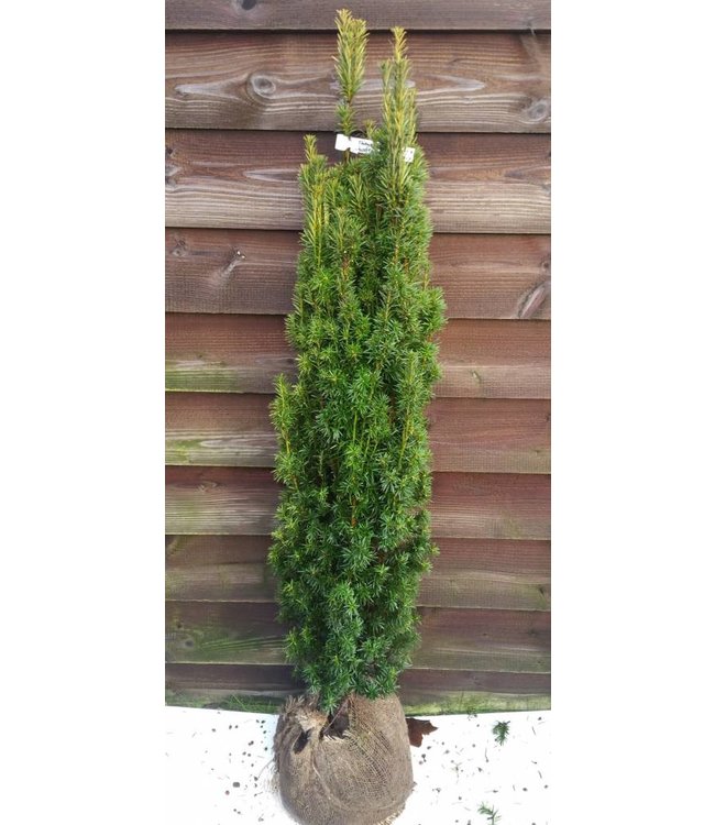 Taxus baccata 'Fastigiata Aurea maat 160-170 cm
