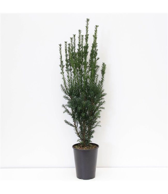 Taxus media 'Hillii' in pot (60-80cm)
