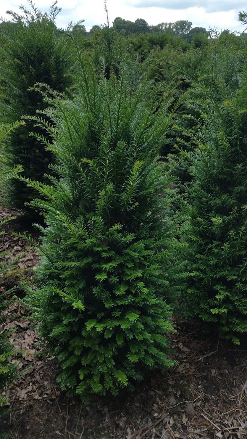 Taxus Baccata in volle grond op onze kwekerij
