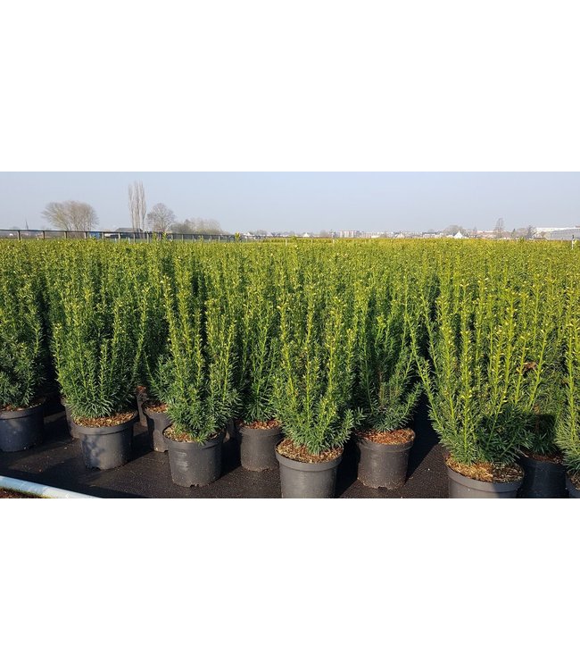 Taxus media 'Hillii' in pot (40-50 cm)