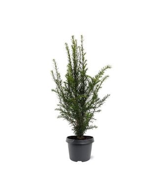 Taxus Baccata in pot (50-60cm)