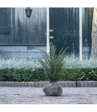 Taxus Baccata maat 50-60 cm  3 stuks per meter.