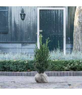 Taxus Baccata maat 60-80 cm  3 stuks per meter.