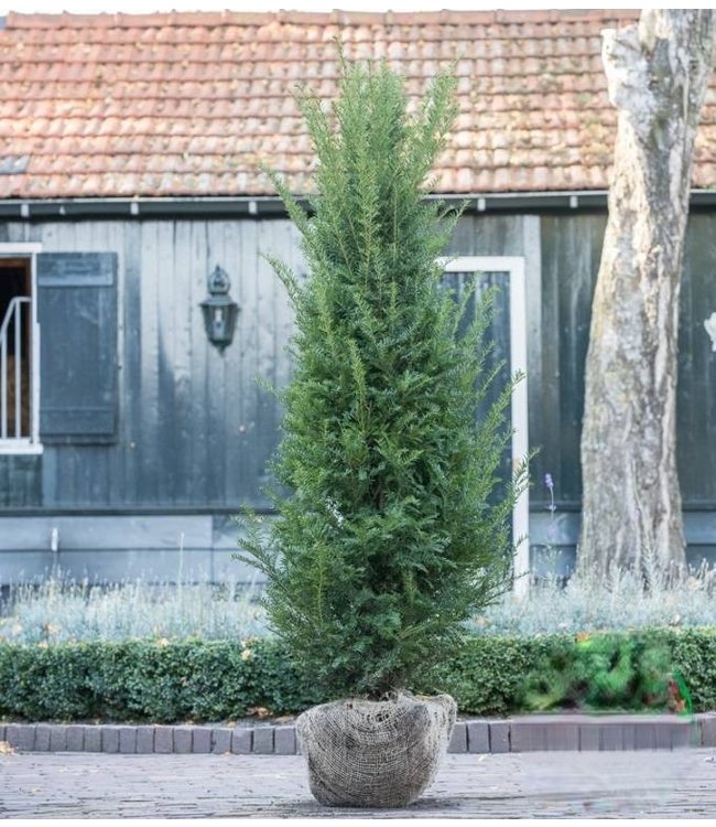Taxus Baccata maat 180-200