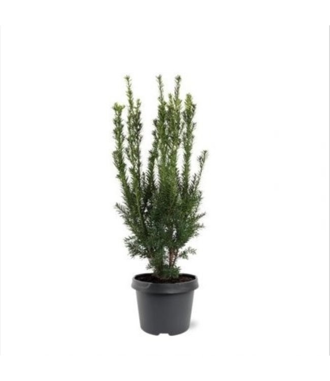 Taxus media 'Hillii' in pot (40-50 cm)