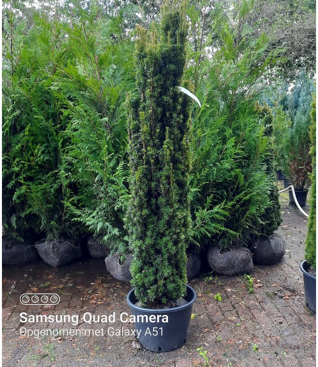 Taxus baccata 'Fastigiata Aurea maat 150- 160 cm