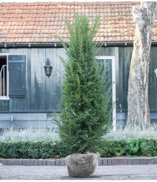 Taxus Baccata maat 160-180   2,5 stuks per meter.