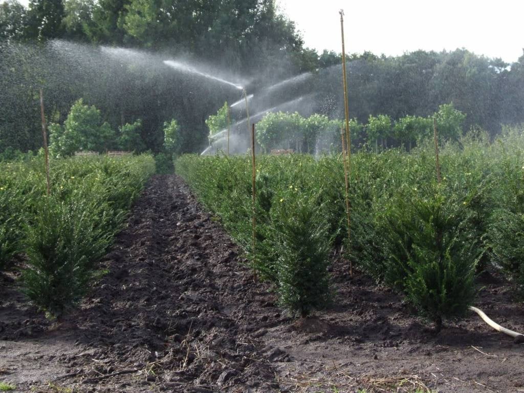 Waarom een taxus kopen bij een taxus kwekerij?