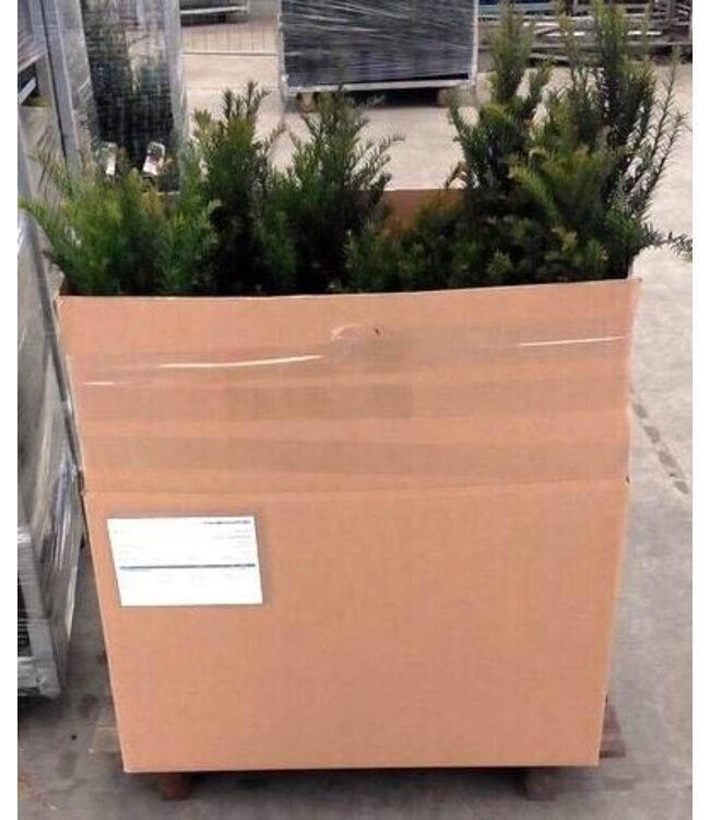 Taxus Baccata in pot (60-80cm)