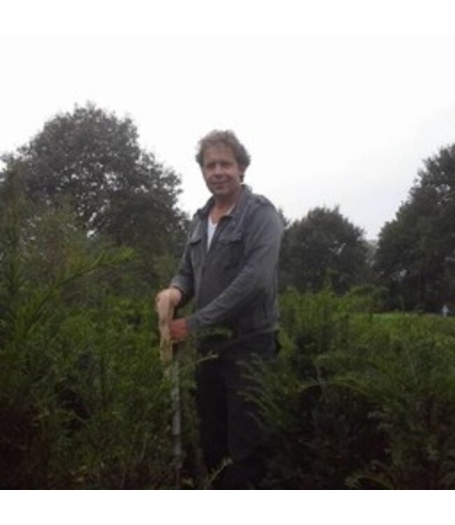Taxus Baccata maat 120 cm