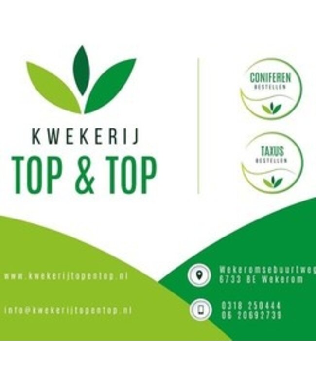 Taxus Baccata maat 120 cm