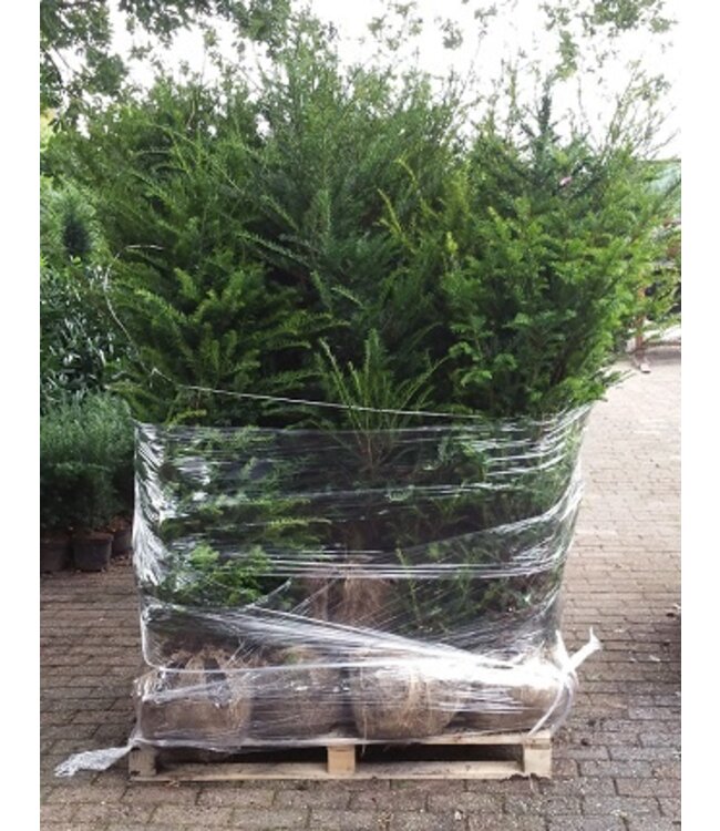 Taxus Baccata maat 50-60 cm