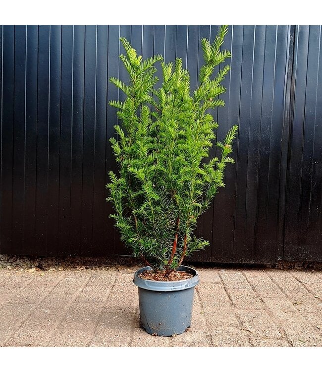 Taxus in pot (40-50cm)
