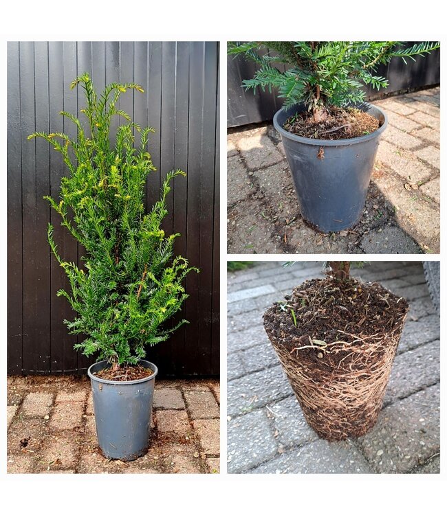 Taxus Baccata in pot (60-80cm)