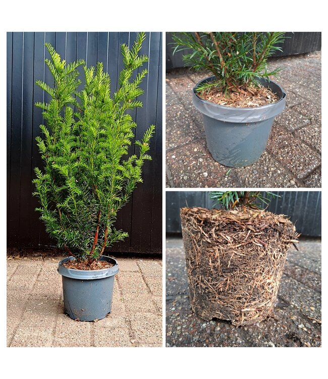 Taxus in pot (40-50cm)