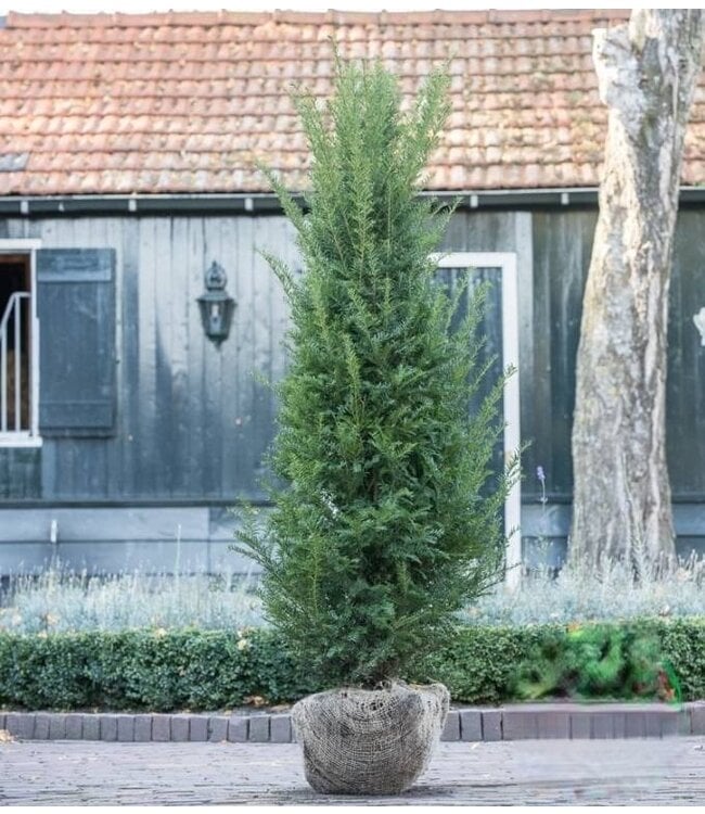 Taxus Baccata maat 150-175 cm