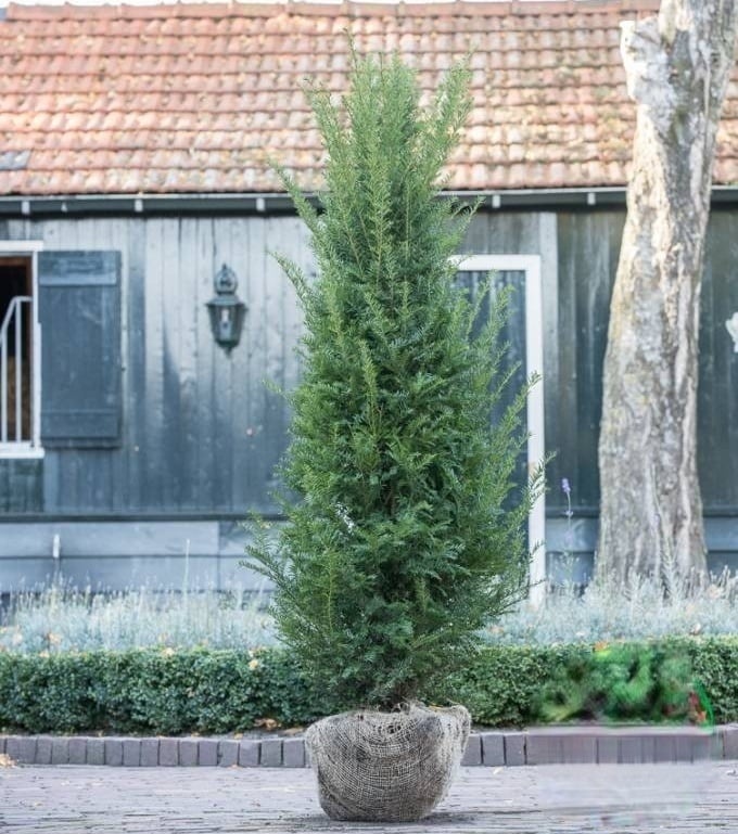 Taxus Baccata kopen? Online | Taxusbestellen.nl - Taxus Bestellen.nl