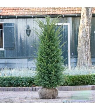 Taxus Baccata maat 140-160 cm  2,5  stuks per meter.