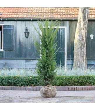 Taxus Baccata maat 120-140 cm  2,5 stuks per meter.