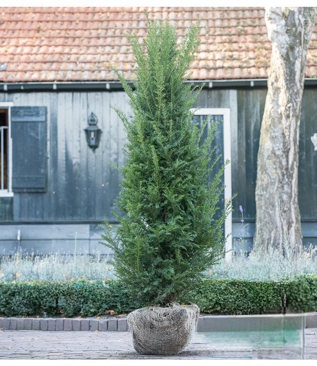 Taxus Baccata maat 200-225cm