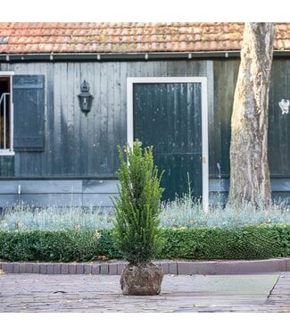 Taxus Baccata maat 80-100 cm  3 stuks per meter.