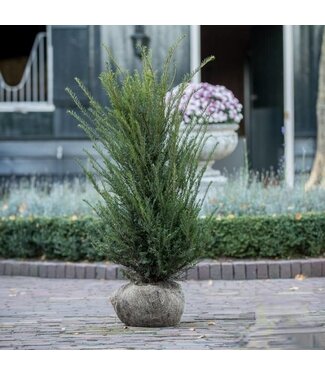 Taxus Baccata maat 100-125 cm  2,5 stuks per meter.