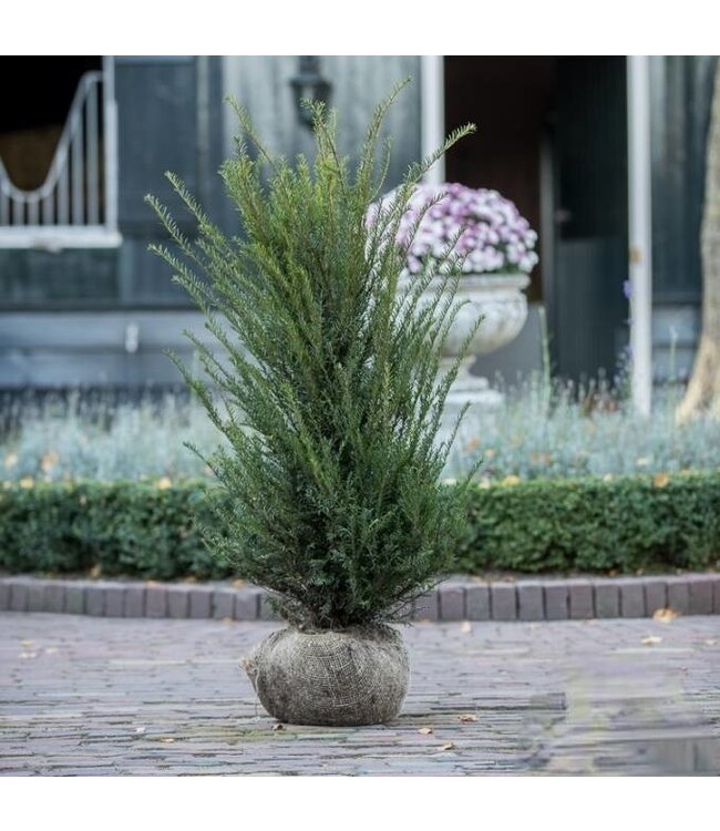 Taxus Baccata maat 100-125 cm