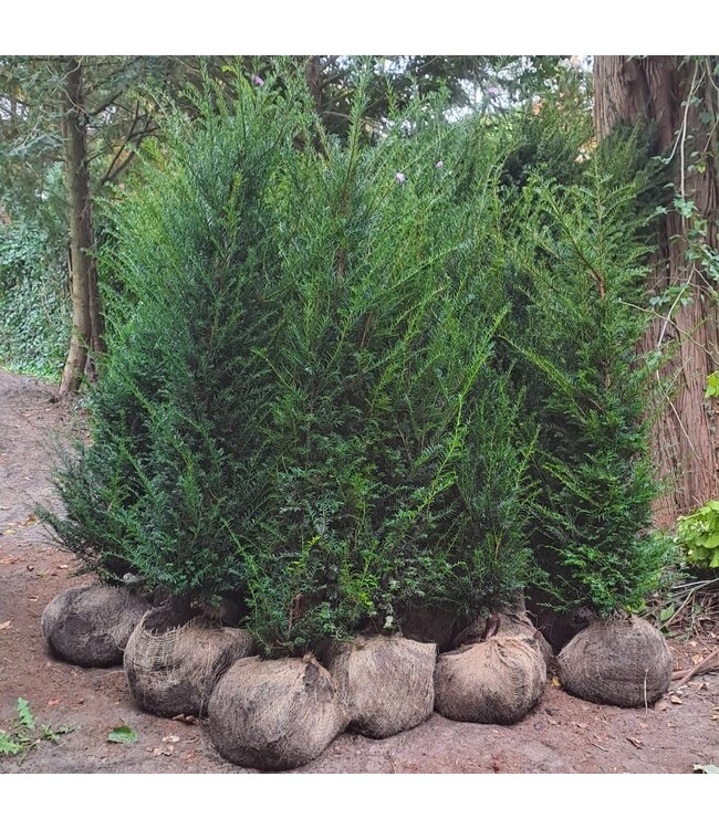 Taxus Baccata maat 150-175 cm