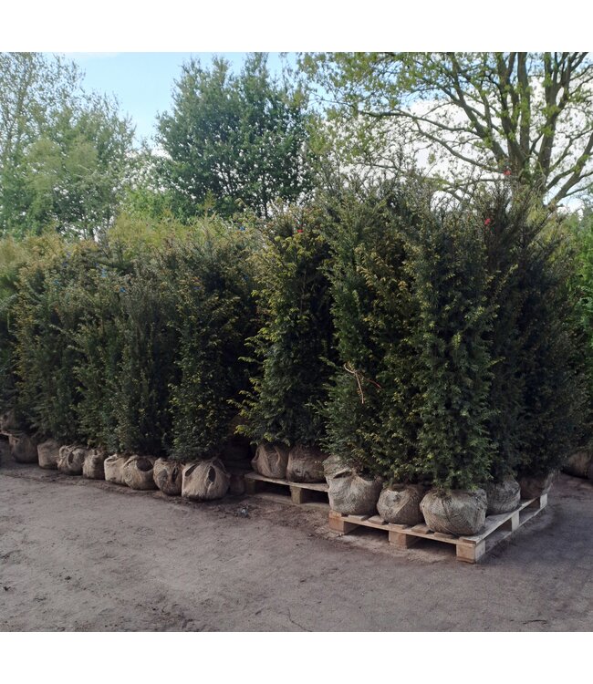 Taxus Baccata maat 120-140 cm