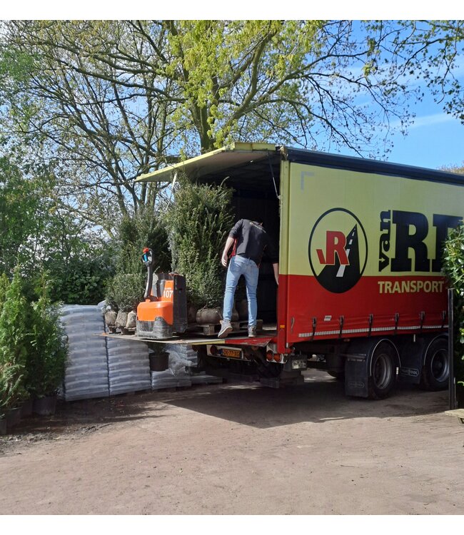 Taxus Baccata maat 160-180   2,5 stuks per meter.