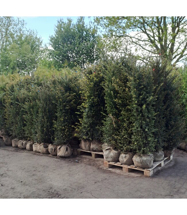 Taxus Baccata maat 125-150