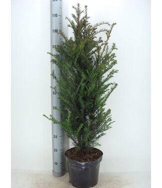 Taxus Baccata in pot (80-100cm)