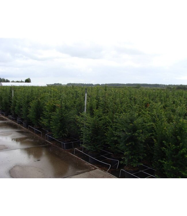 Taxus Baccata in pot (80-100cm)